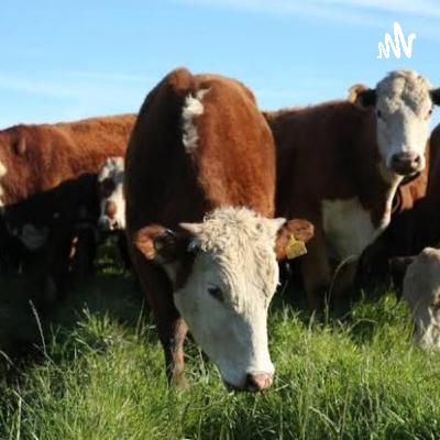 Podcast agroclimatologia