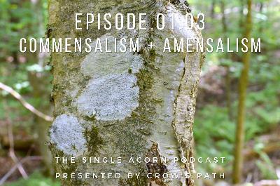 01.03 – Commensalism + Amensalism 01.03 – Commensalism + Amensalism