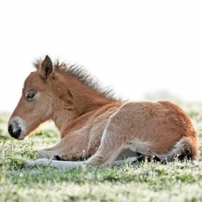 Det nyfödda fölet Det nyfödda fölet