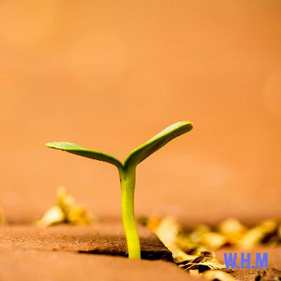 Fertility and Peri/Menopause Part 2