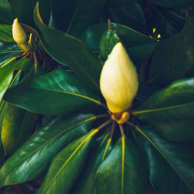 the essence of the natural world the essence of the natural world