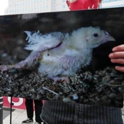 Prima l’uovo o la gallina? La verità dietro l’allevamento di galline.
