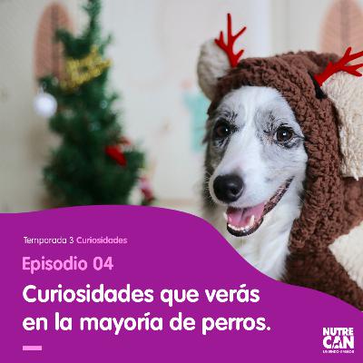 Cosas curiosas que hace mi mejor amigo. Cosas curiosas que hace mi mejor amigo.