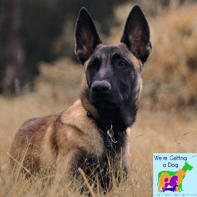 Dylan Wants a Belgian Malinois Dylan Wants a Belgian Malinois