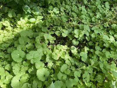 PPP 32: All About the Mustards: Invasive Species or Courageous Superfood!? w/ Kyle Denton of Tippecanoe Herbs