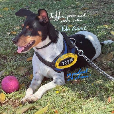 Toffee, aprensivo Toffee, aprensivo