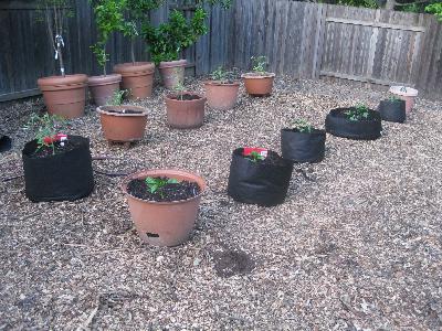 First Food Garden? New Garden? We Have Tips.