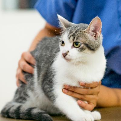 Oxygen Therapy — How Much is Toxic