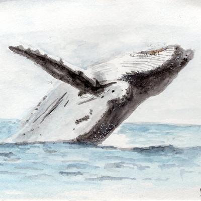 Música para Ballenas - Se grabó en diciembre de 2025.