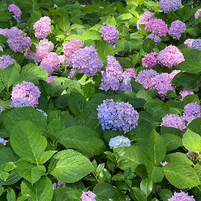 EP.26 擦肩明星,我选择关掉噪音 | 解码 EP.26 擦肩明星,我选择关掉噪音 | 解码