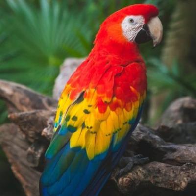 La guacamaya roja