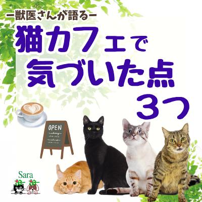 #1019. 獣医さんが語る：猫カフェで気づいたこと３つ