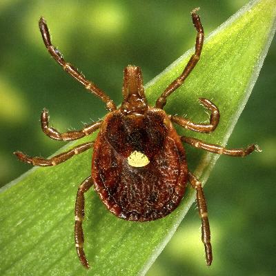 Why are tick-borne food allergies becoming more prevalent in Kentucky Why are tick-borne food allergies becoming more prevalent in Kentucky