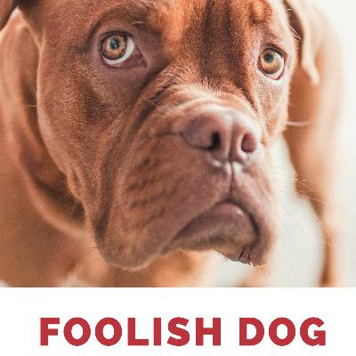 Foolish dog