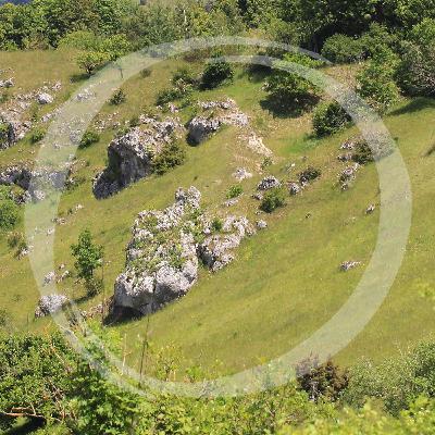 LRT12 Warum Kalkmagerrasen Schafe brauchen LRT12 Warum Kalkmagerrasen Schafe brauchen