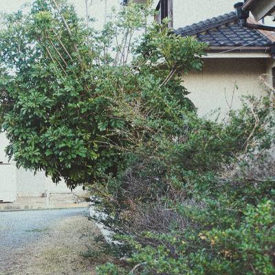 pruning the tree in the backyard