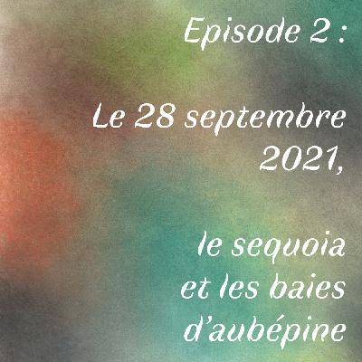 Episode 2 :  Le 28 septembre 2021, le sequoia et les baies d’aubépine