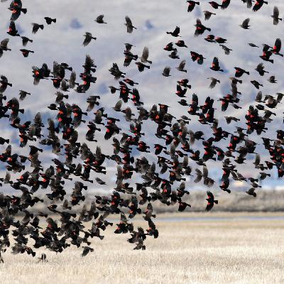 Why Are Blackbirds Black?