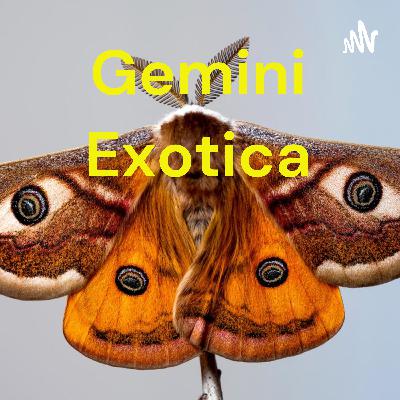 Gemini Exotica 1