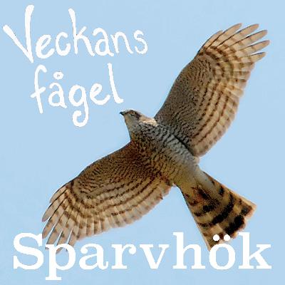 Sparvhök