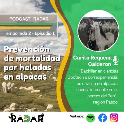 Episodio 1: Prevención de mortalidad por heladas en alpacas