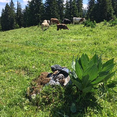 Cows Concert Jura Cows Concert Jura