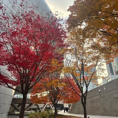 Somatic words everywhere！ソマティックな言葉いっぱい