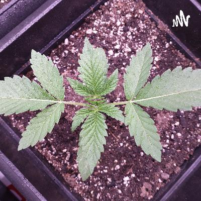 Introduction to indoors growing.
