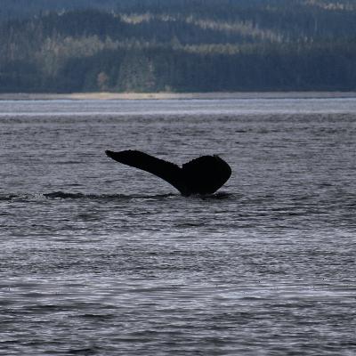 Alaska Vacation via the Sapphire Princess (Part 3)