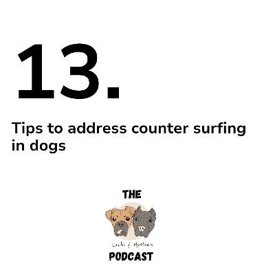 13: Best tips to address counter surfing in dogs