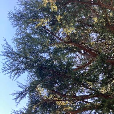 デイビット・シベットさんという方について