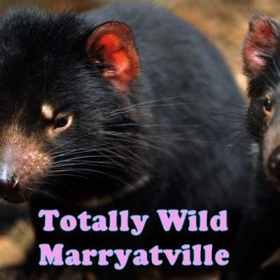 Totally Wild Marryatville - The Tassie Devil