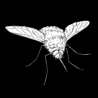 The Bee-fly The Bee-fly
