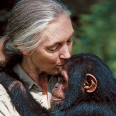 L'étoile aux yeux clairs... Jane Goodall