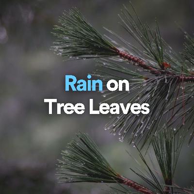 Rain on Tree Leaves - 1 hour for meditation, studying & relaxation