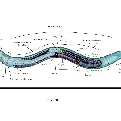 Lyme Bacteria in Parasitic Worms: Chronic Brain Diseases