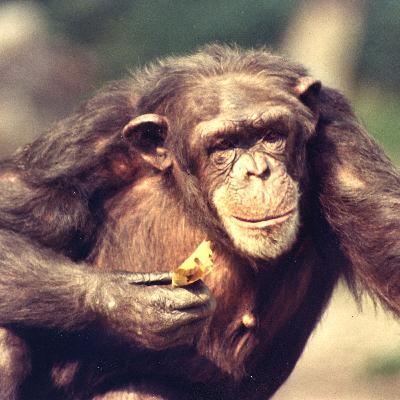 Luisterverhaal: Hoe dieren elkaar ‘medisch’ behandelen