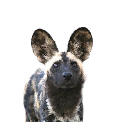 🎙️ Pfotenlabor - Der Talk: Deine Reise zum IAVRPT-Kongress 2024 in Kapstadt 🌍 🎙️ Pfotenlabor - Der Talk: Deine Reise zum IAVRPT-Kongress 2024 in Kapstadt 🌍