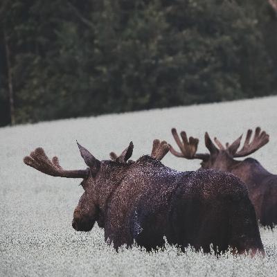 Nature Nomade 2024 - Ode sensible à la nature