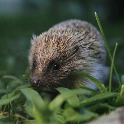 Sound Escape 239. Listen to the night-time snuffles of a garden hedgehog