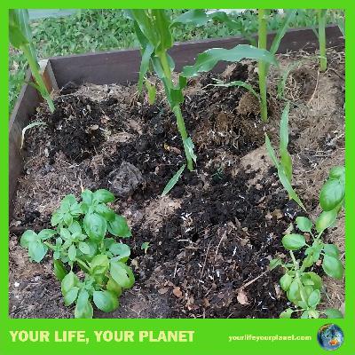 Composting Magic Composting Magic