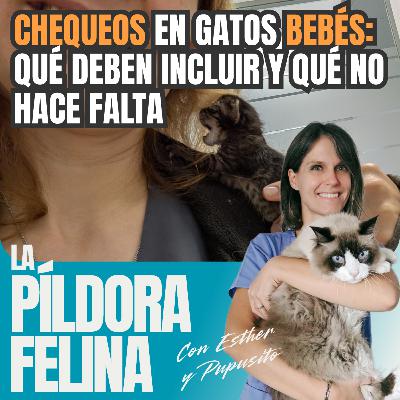 637. CHEQUEOS en gatos BEBÉS: qué deben incluir y qué no hace falta 637. CHEQUEOS en gatos BEBÉS: qué deben incluir y qué no hace falta