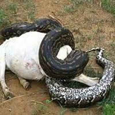 E18. Snakes! E18. Snakes!