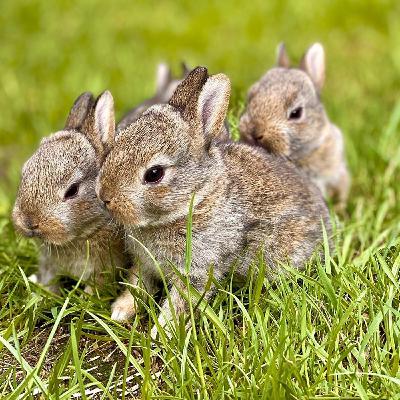 Qué sabemos de los conejos