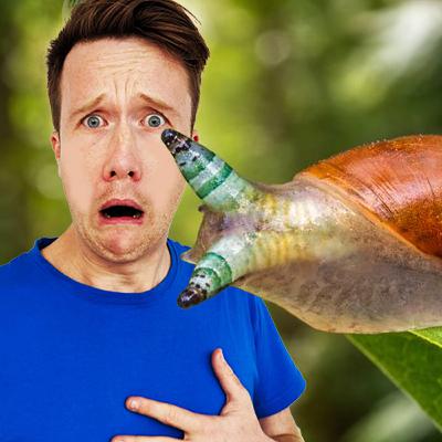 ANCIENT GIANTS: Discover Earth’s Oldest Living Residents🌳🌍