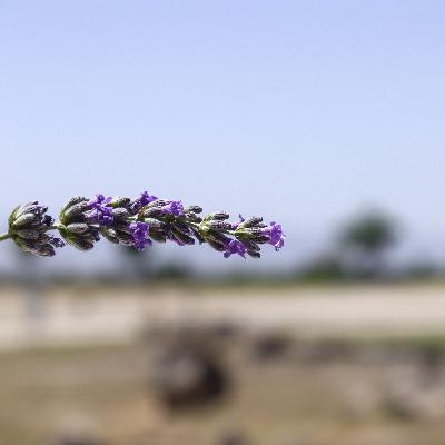 Akdeniz'in Ufka Doğru Mora Çalan Mavisi • İsmet Özel