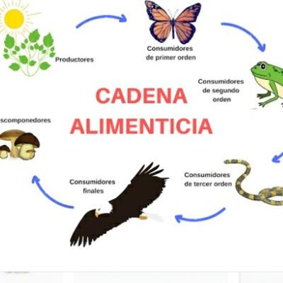 Flujos de materia y energía
