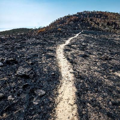Defensible space