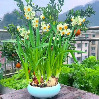 我的植物朋友(四年级）