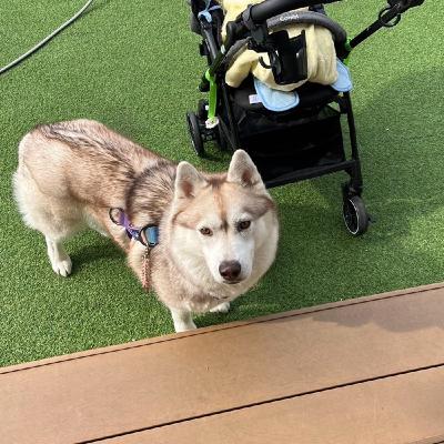 犬の訓練は【引っ張り】が最難関？
